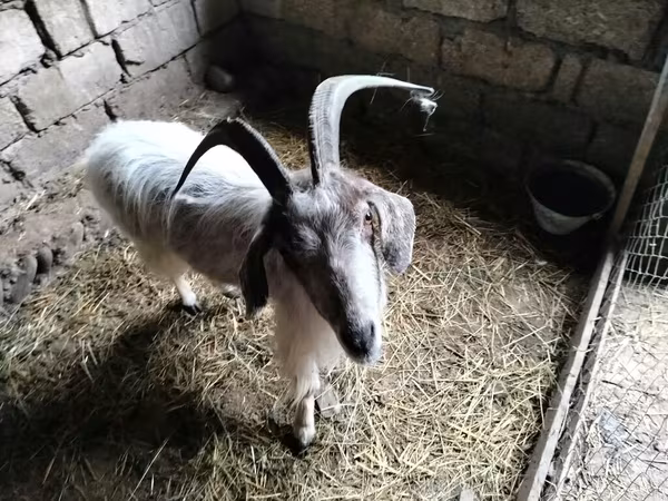 Koza, Kozy