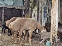 قوچ, گوسفند — عکس 5