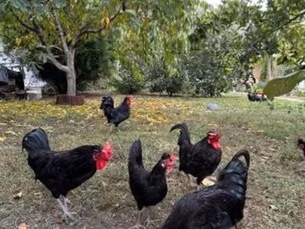 Chickens