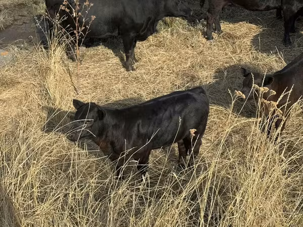 Toro, Aberdeen Angus