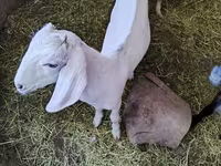 بز نر, Nubian Goat — عکس 1