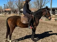 Hingst, Hungarian horse breed — foto 2