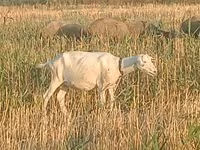 Pecora, Pecore — foto 2