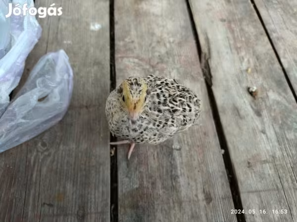 Quails