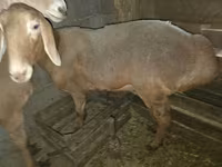 Ovelha, Arashan sheep — foto 3
