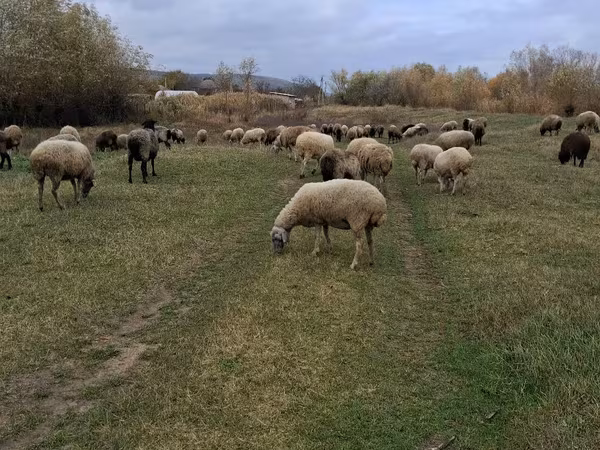 Får, Får