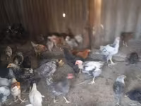 Chickens — 照片 7