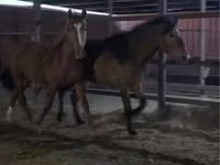 Caballo, Russian Don — foto 2
