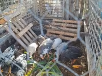 Guinea fowl — ছবি 2