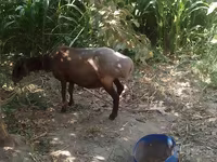 ஆண் ஆடு, ஆடுகள் — புகைப்படம் 2