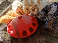 Amerikan Pekin — foto 1
