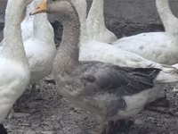 Geese — عکس 3