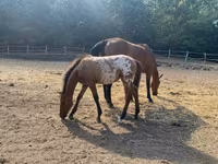 Айғыр, Appaloosa — 6-сурет