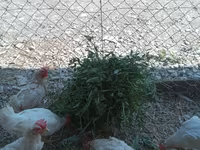 Chickens — foto 1