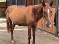 ሴት ፈረስ, Thoroughbred horse — ፎቶ 2