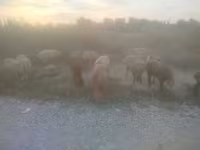Oaie, Arashan sheep — foto 3