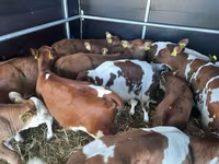 Gia súc (lô, chưa xác định giới tính), Simmental cattle — ảnh 2