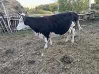 Αγελάδα, Russian Black pied cattle — φωτογραφία 1