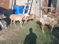 Овца, Arashan sheep — снимка 6
