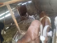 Goat, Goats — photo 3