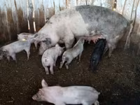 Babi (lot, jantina tidak dinyatakan), Pigs — foto 1