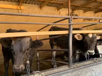 Lembu jantan, Alatau breed — foto 3