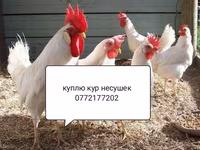Leghorn — Foto 1