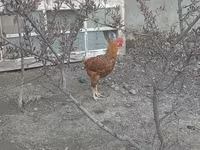 Chickens — Foto 1