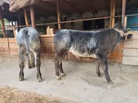Toro, Swiss cattle — foto 3