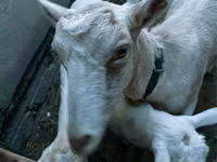 بز ماده, Saanen goat — عکس 3