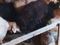 Kambing betina, Sheep — foto 1