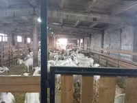 Capra, Saanen goat — foto 7