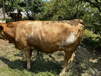 Lembu betina, Cattle — foto 2