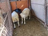 قوچ, Dorper sheep — عکس 2