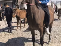 مادیان, Friesian sport horse — عکس 5