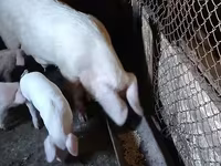 मादा सूअर, सूअर — फ़ोटो 3