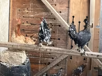 Chickens — zdjęcie 2