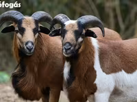 میش, Cameroon sheep — عکس 4