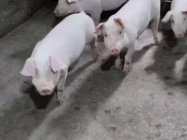Sow, Pigs — Armenia