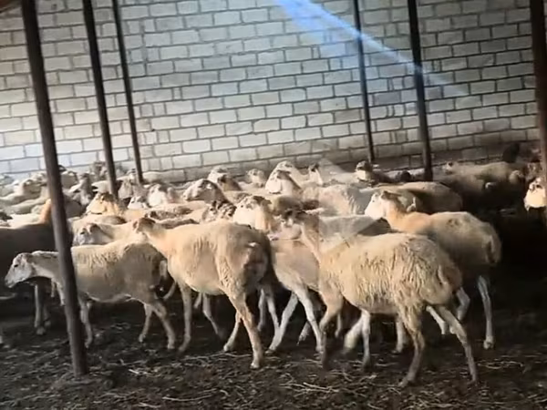گوسفند (گروه، جنسیت مشخص نشده), گوسفند