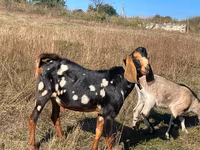 แพะตัวผู้, Kamori goats — รูปภาพ 2