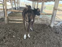 Mucca, Bovini — foto 4