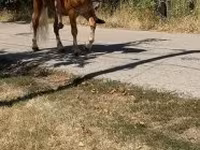 Koń, Haflinger — zdjęcie 2