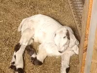 Ziegenbock, Nubian Goat — Foto 4