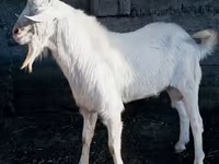 Keçi, Saanen goat — foto 6