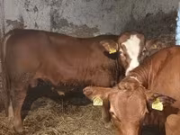 Bò đực, Simmental cattle — ảnh 4