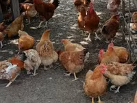 Chickens — zdjęcie 5