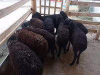 Får, Tajik sheep — foto 1