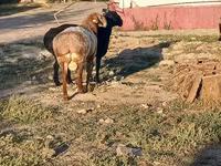 Ram, Tian-Shan semifinewool sheep — photo 3