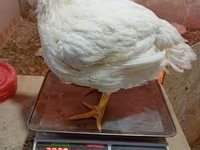 Chickens — fotografija 2
